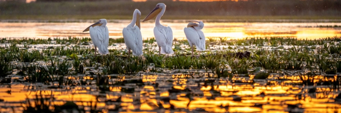 Danube Delta